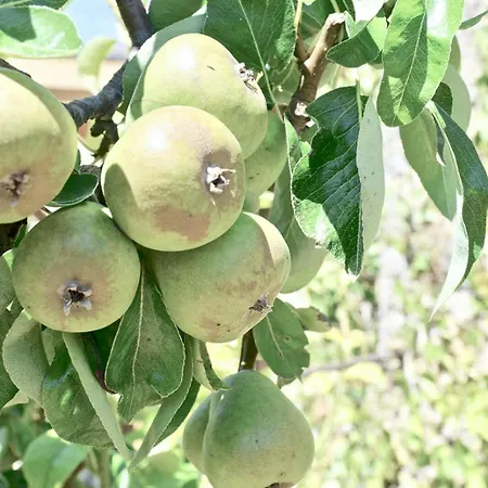 In Cahors Wine Region Near Lot River Feriehus *