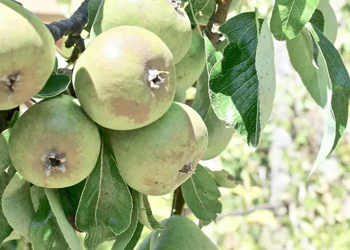 In Cahors Wine Region Near Lot River Tatil Evi *